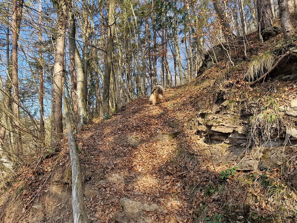 Kislica, Špičasti vrh, 8. 3. 2026