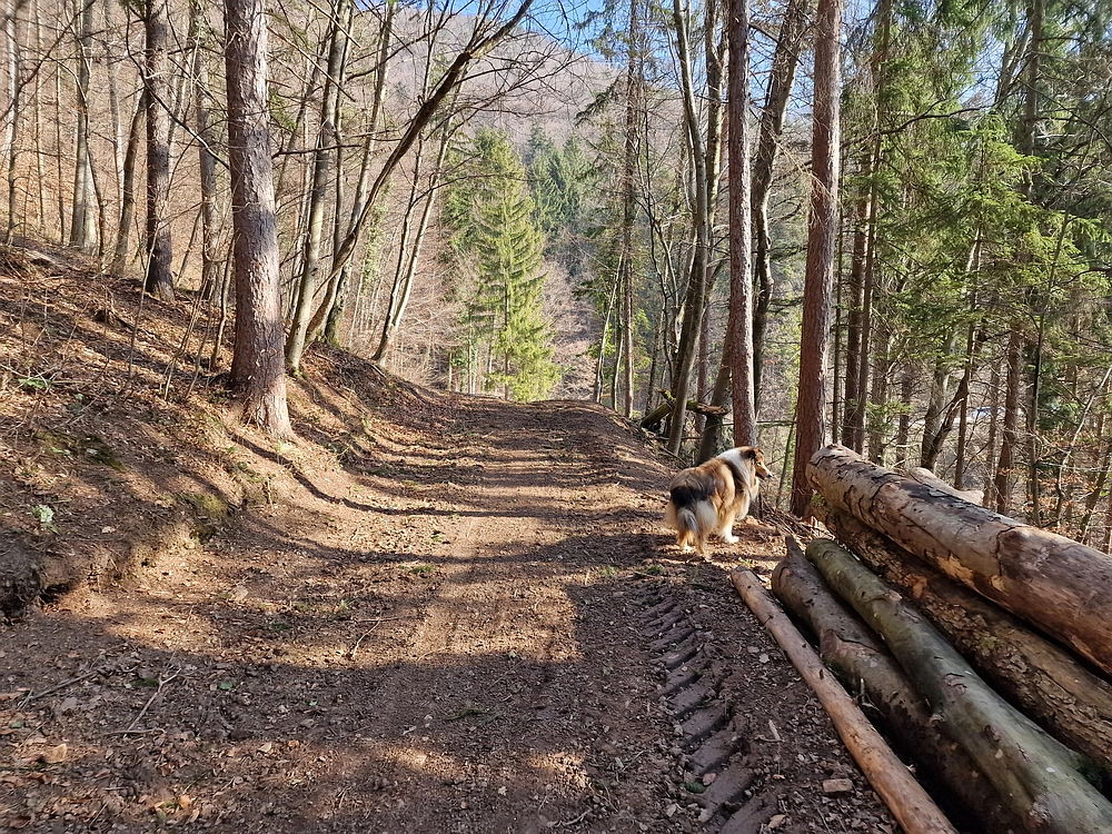 Kislica, Špičasti vrh, 8. 3. 2026