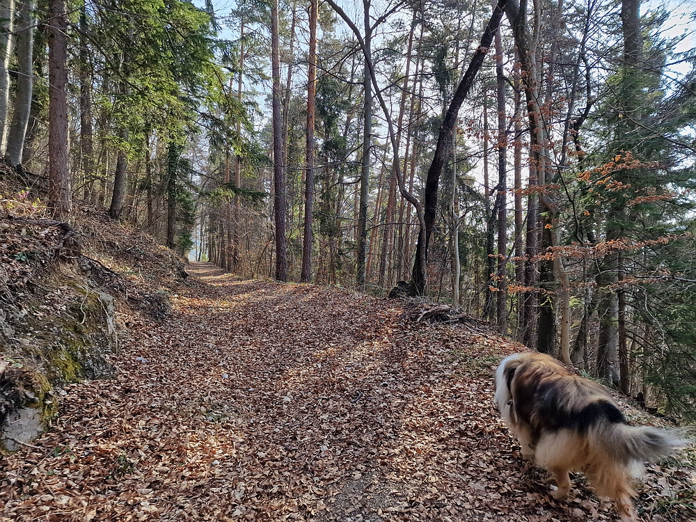 Kislica, Špičasti vrh, 8. 3. 2026