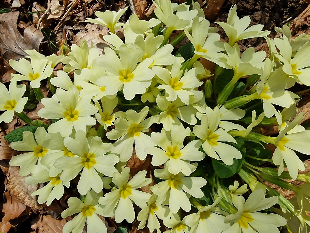 Kislica, Špičasti vrh, 8. 3. 2026