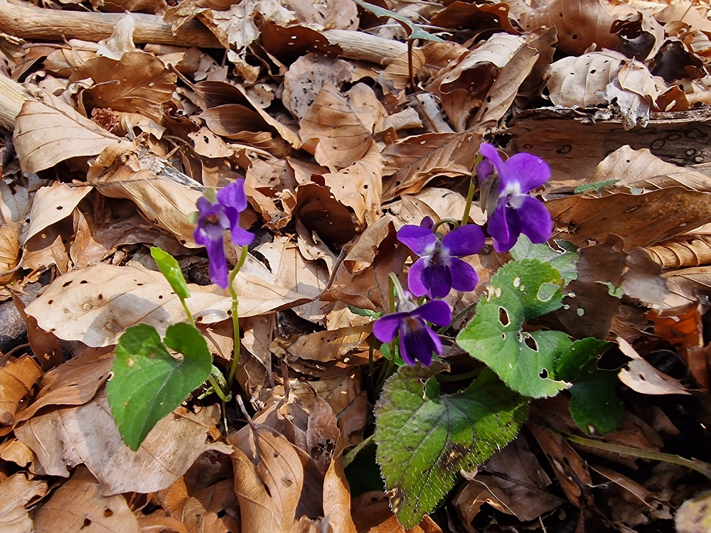 Kislica, Špičasti vrh, 8. 3. 2026
