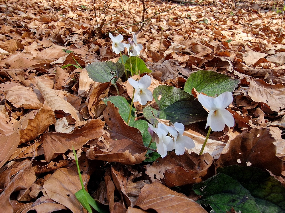 Kislica, Špičasti vrh, 8. 3. 2026