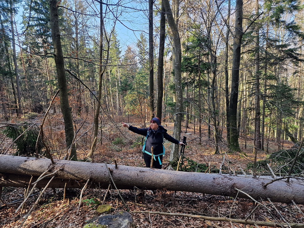 Kislica, Špičasti vrh, 8. 3. 2026