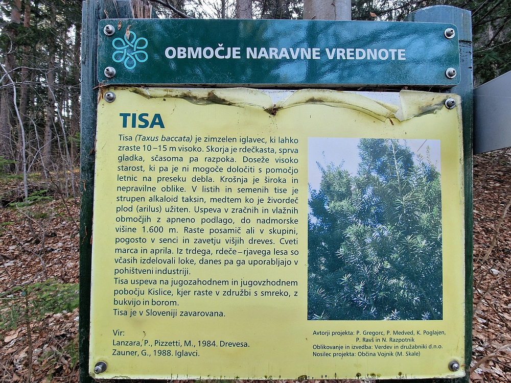 Kislica, Špičasti vrh, 8. 3. 2026