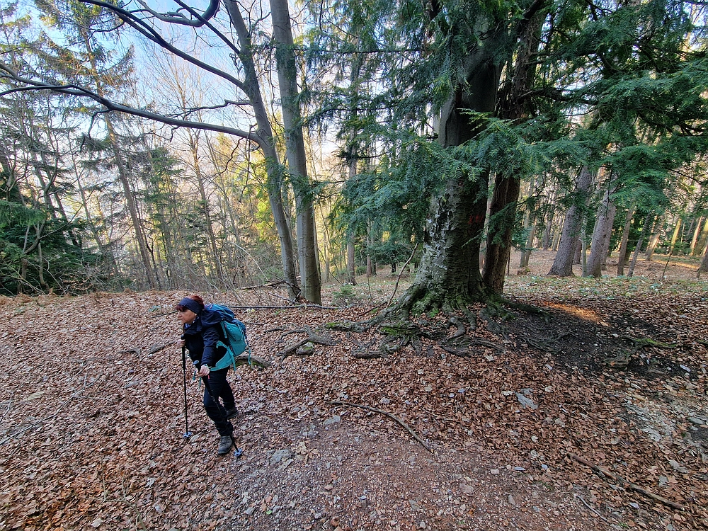 Kislica, Špičasti vrh, 8. 3. 2026