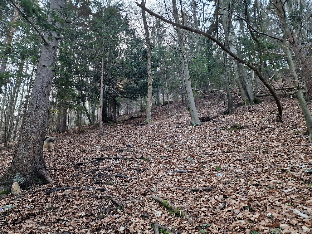 Kislica, Špičasti vrh, 8. 3. 2026