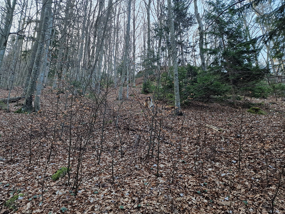 Kislica, Špičasti vrh, 8. 3. 2026