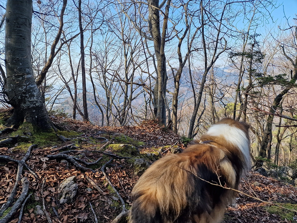 Kislica, Špičasti vrh, 8. 3. 2026