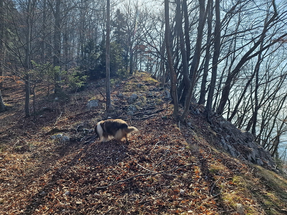 Kislica, Špičasti vrh, 8. 3. 2026