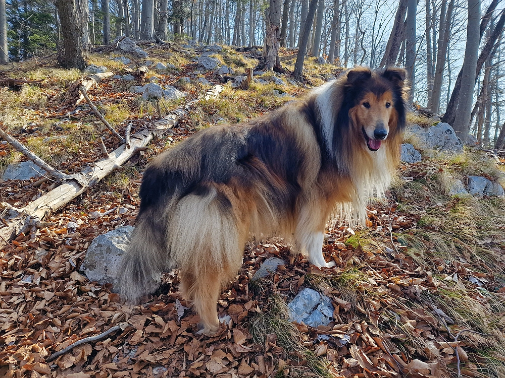 Kislica, Špičasti vrh, 8. 3. 2026