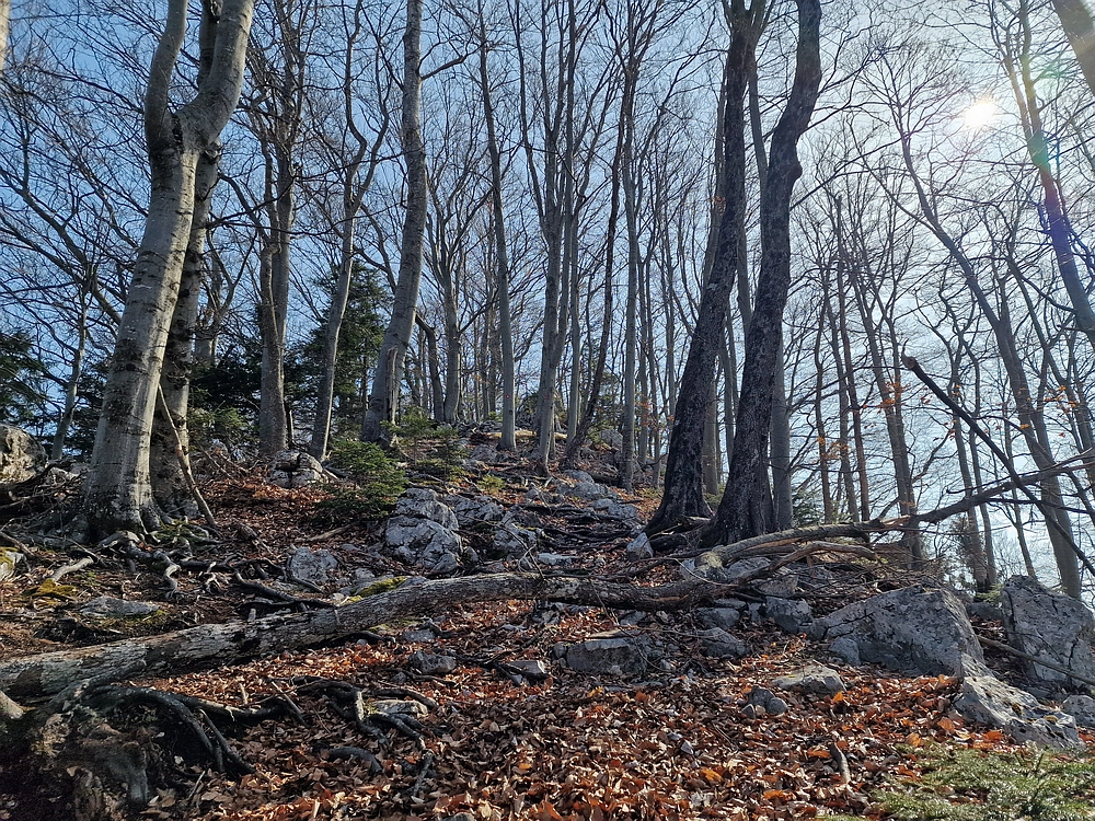 Kislica, Špičasti vrh, 8. 3. 2026