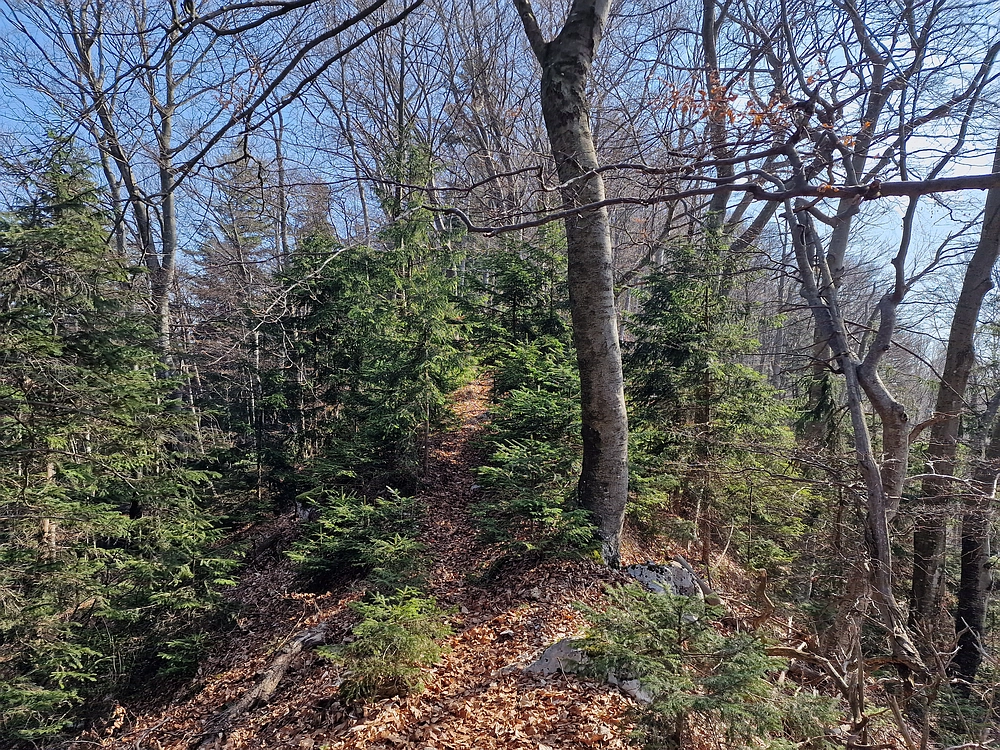 Kislica, Špičasti vrh, 8. 3. 2026