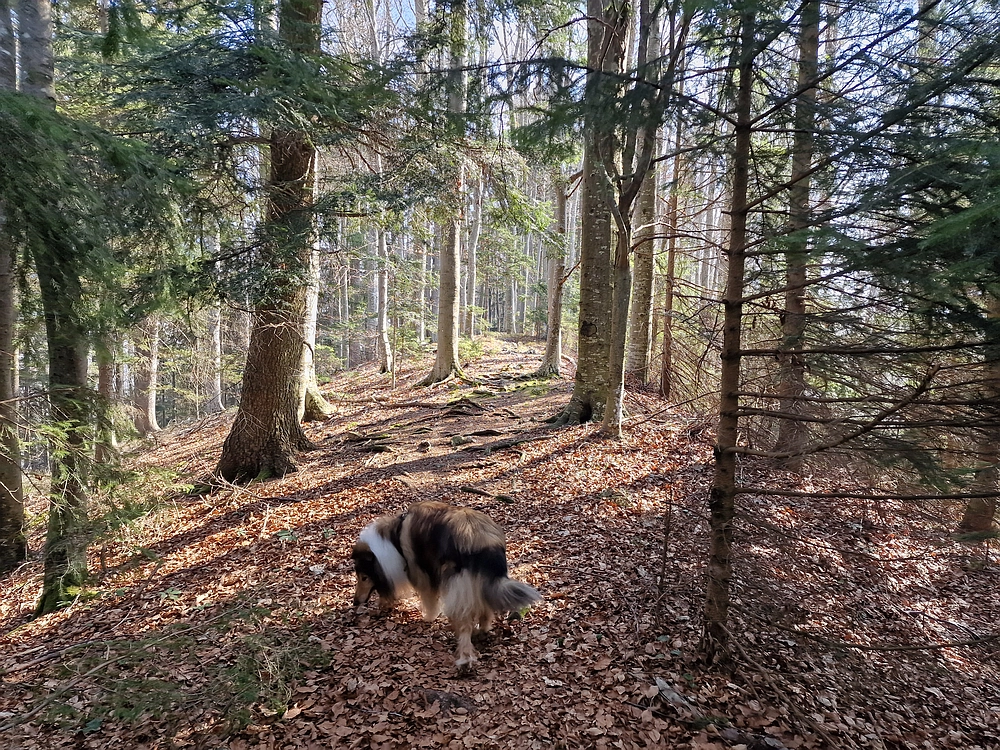 Kislica, Špičasti vrh, 8. 3. 2026