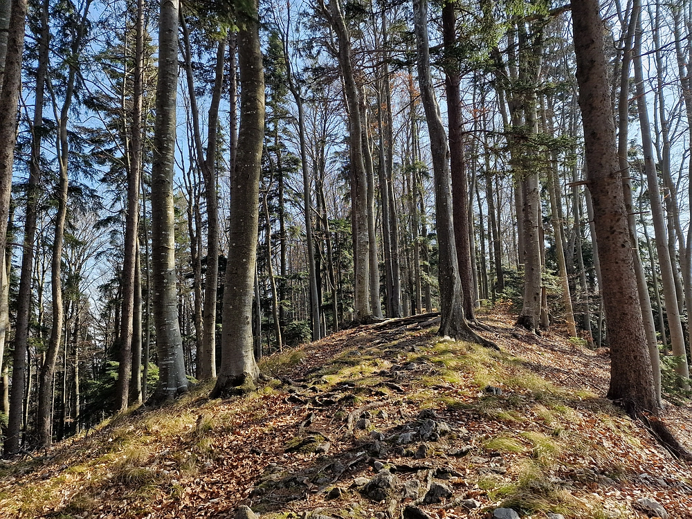 Kislica, Špičasti vrh, 8. 3. 2026