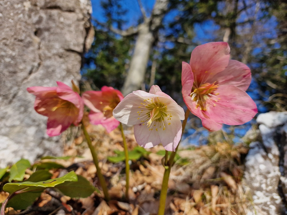 Kislica, Špičasti vrh, 8. 3. 2026