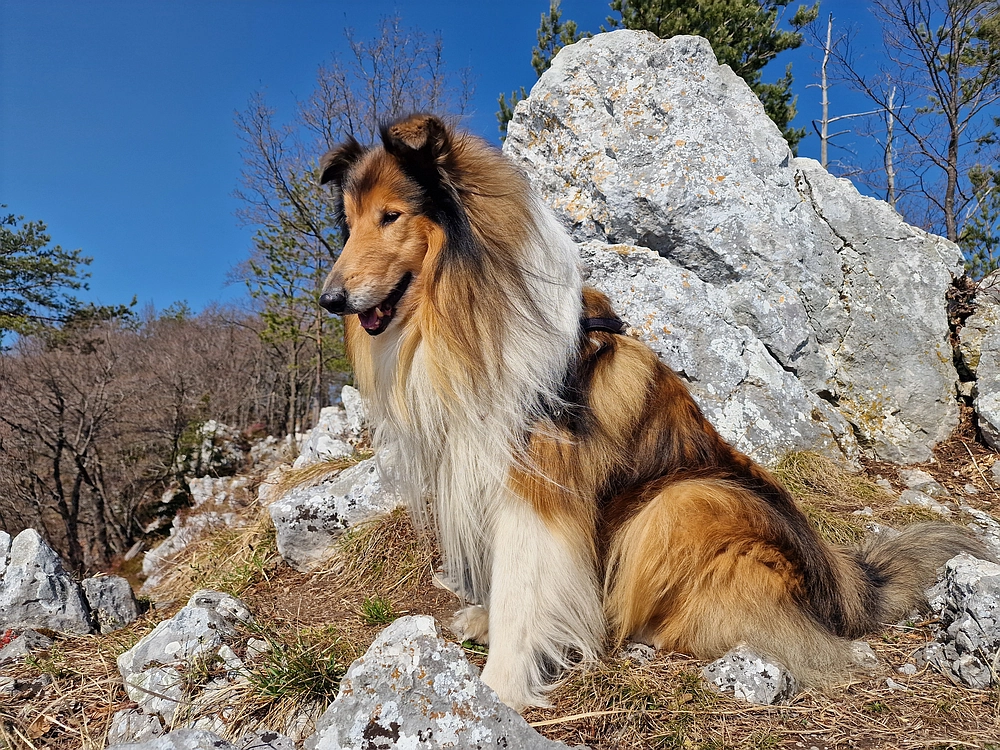 Kislica, Špičasti vrh, 8. 3. 2026