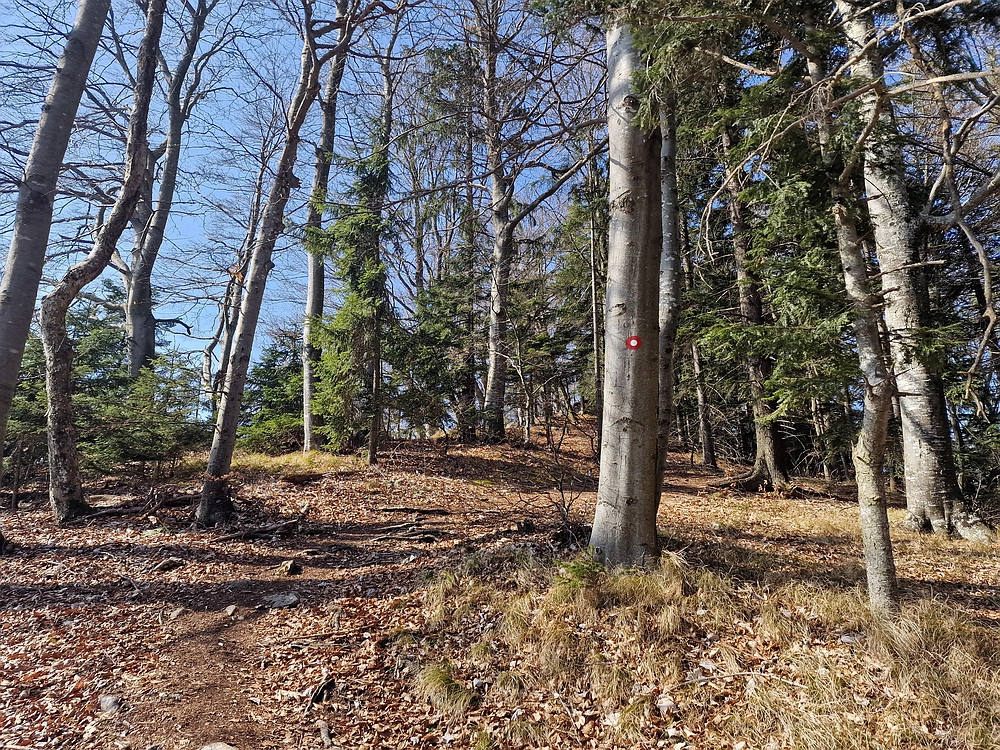 Kislica, Špičasti vrh, 8. 3. 2026