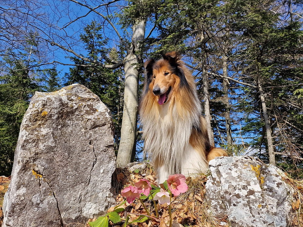 Kislica, Špičasti vrh, 8. 3. 2026
