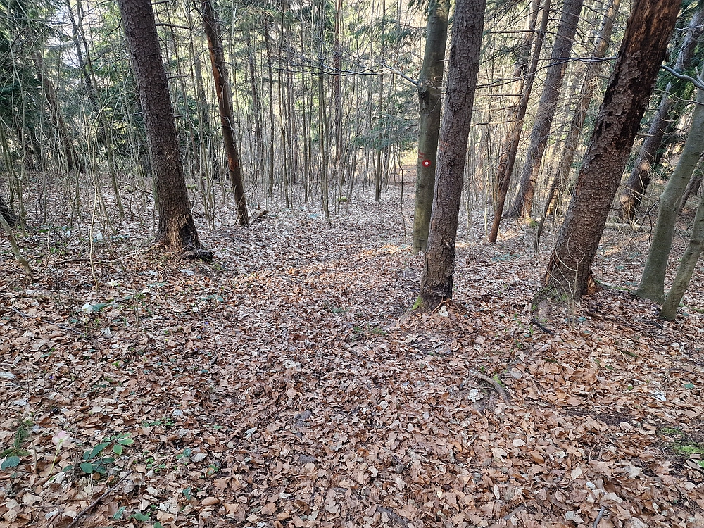 Kislica, Špičasti vrh, 8. 3. 2026