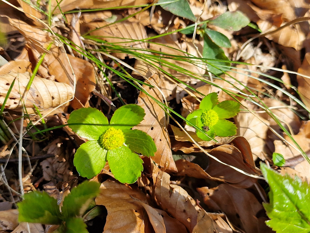 Kislica, Špičasti vrh, 8. 3. 2026