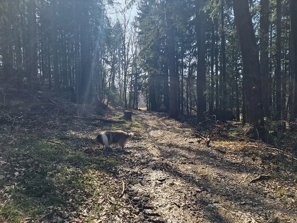 Kislica, Špičasti vrh, 8. 3. 2026