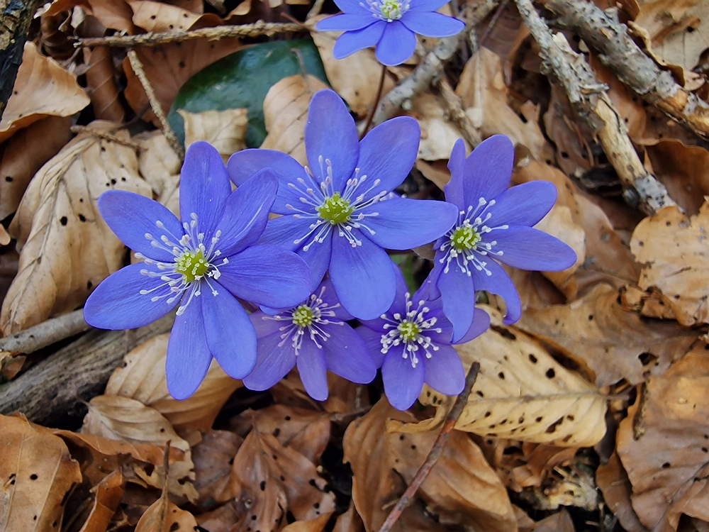 Kislica, Špičasti vrh, 8. 3. 2026
