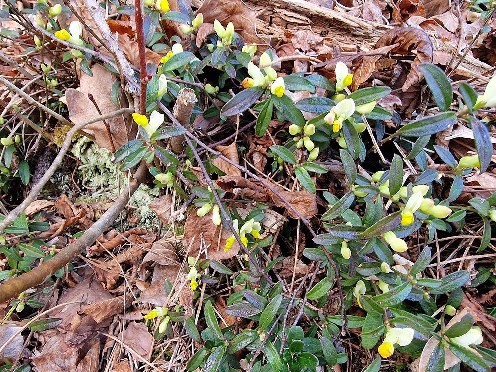 Hum nad Laškim, 14. 3. 2026
