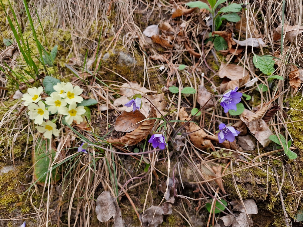 Hum nad Laškim, 14. 3. 2026