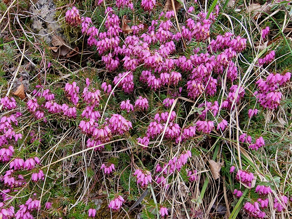 Hum nad Laškim, 14. 3. 2026