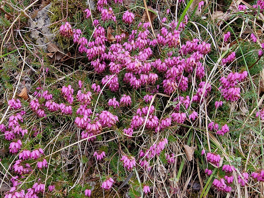 Hum nad Laškim, 14. 3. 2026