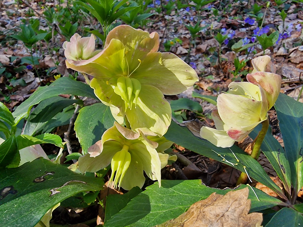 Stolpnik, 15. 3. 2026