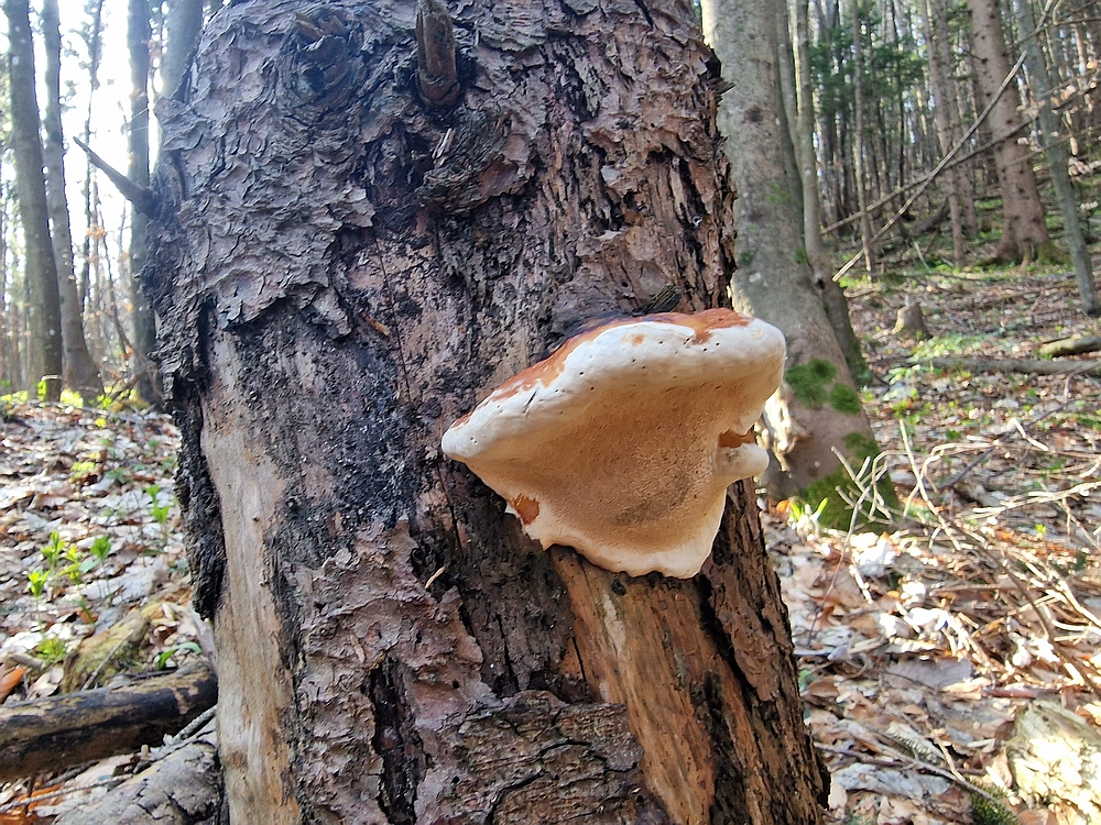 Stolpnik, 15. 3. 2026