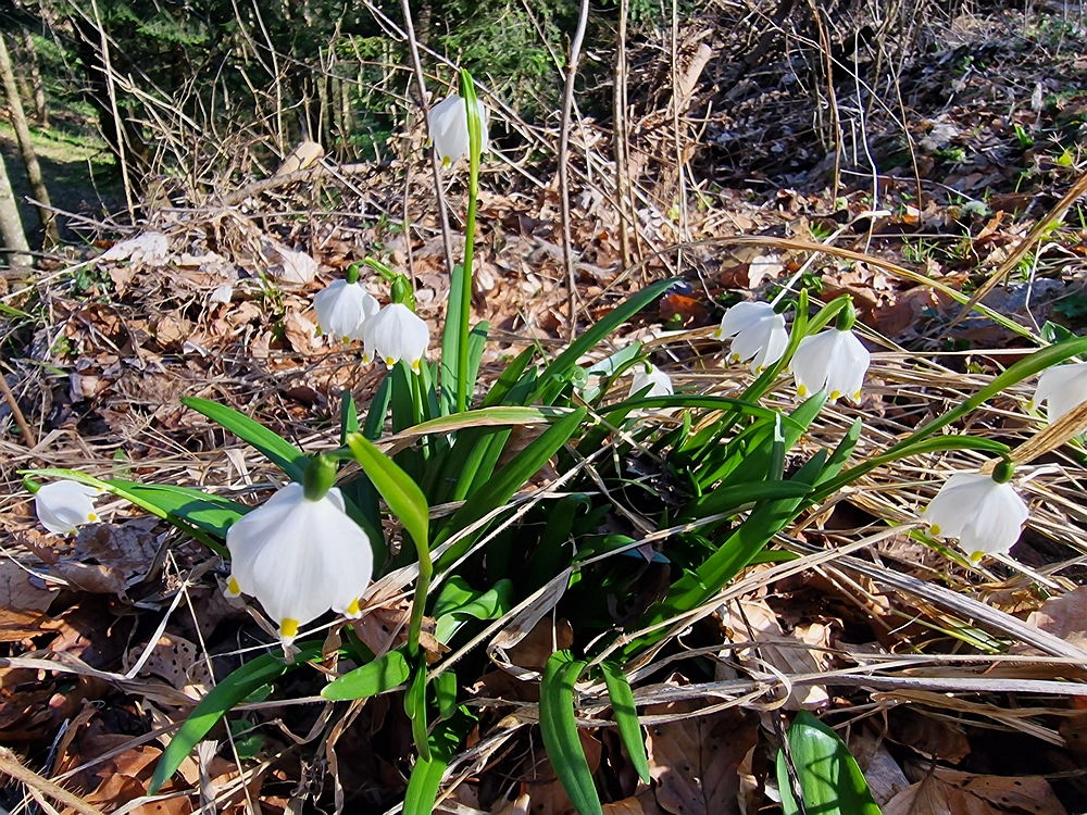 Stolpnik, 15. 3. 2026