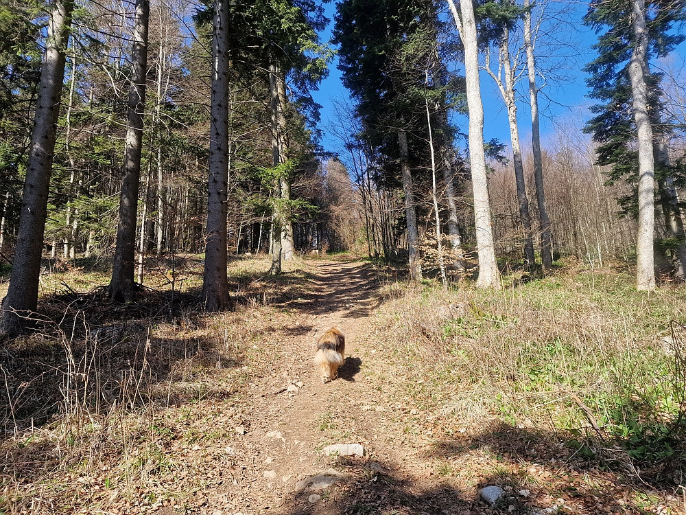 Stolpnik, 15. 3. 2026