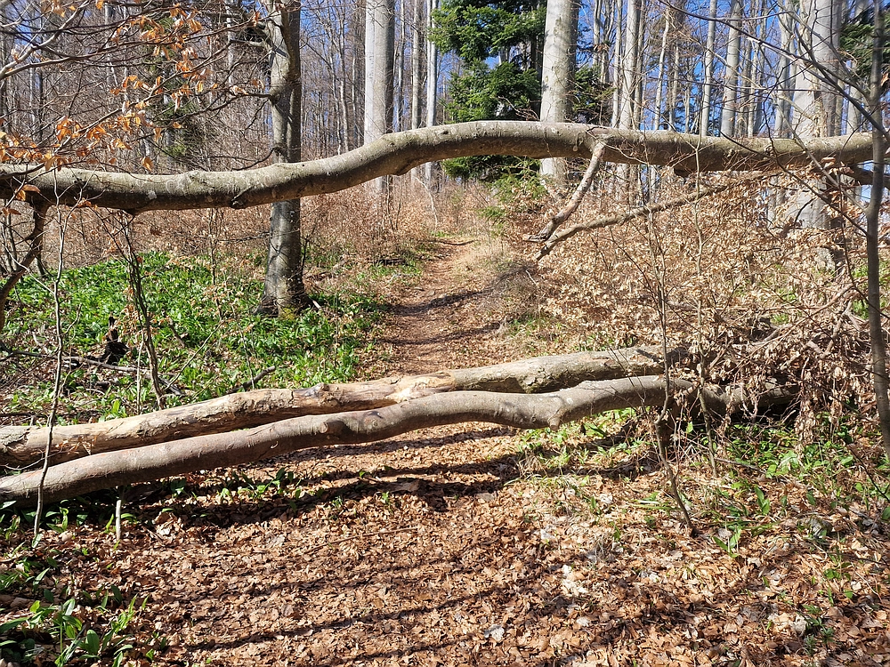 Stolpnik, 15. 3. 2026