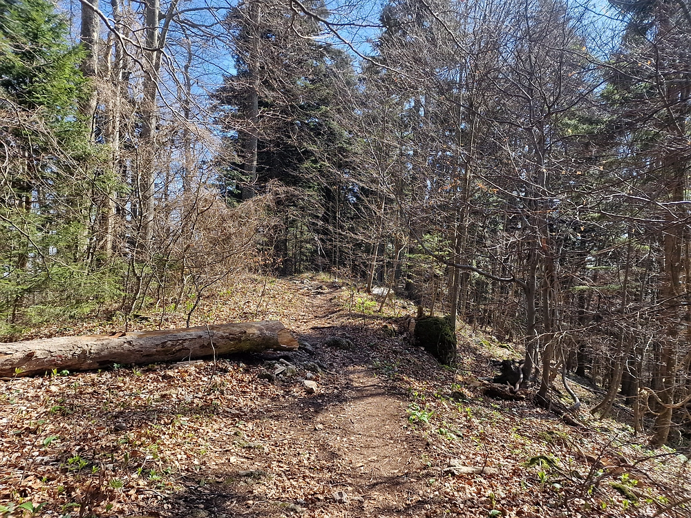 Stolpnik, 15. 3. 2026