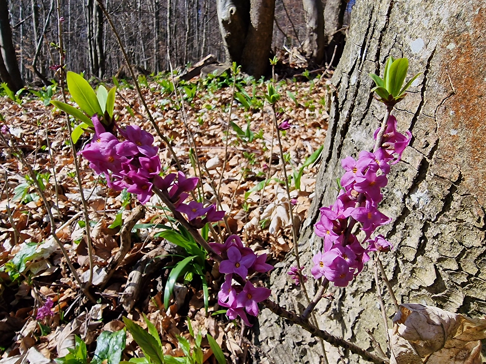 Stolpnik, 15. 3. 2026