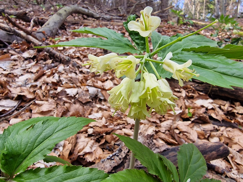Stolpnik, 15. 3. 2026