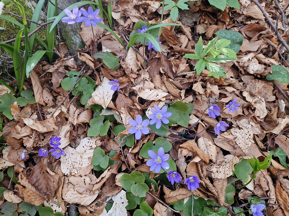 Stolpnik, 15. 3. 2026