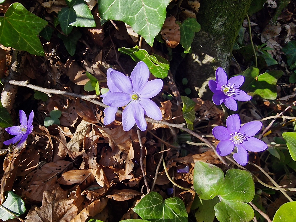 Stolpnik, 15. 3. 2026