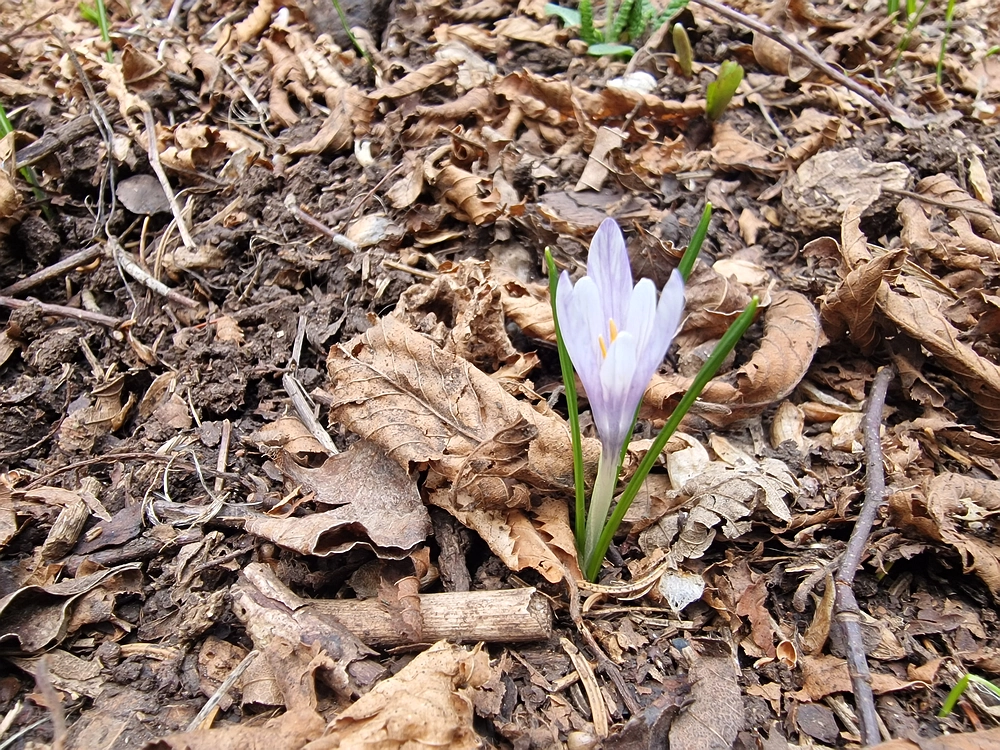 Slivnica, 22. 3. 2026