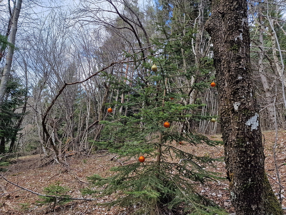 Slivnica, 22. 3. 2026