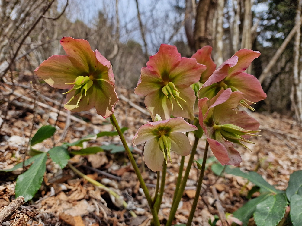 Slivnica, 22. 3. 2026