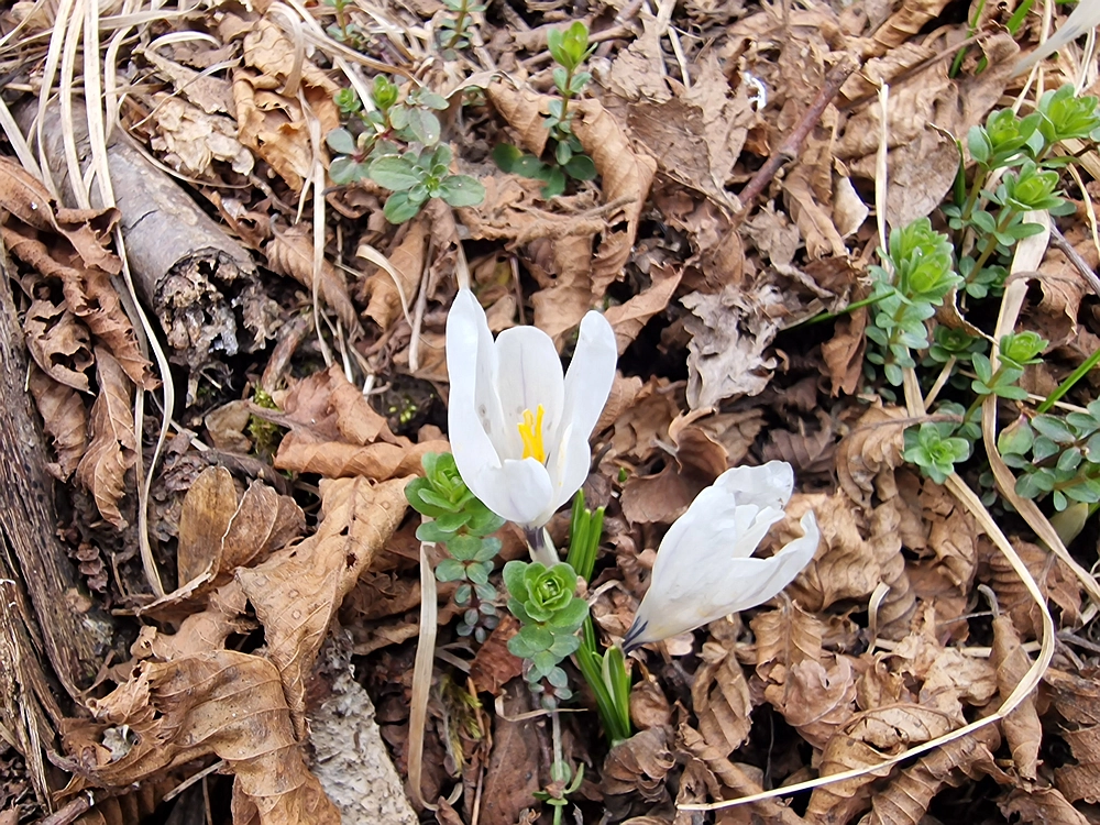 Slivnica, 22. 3. 2026