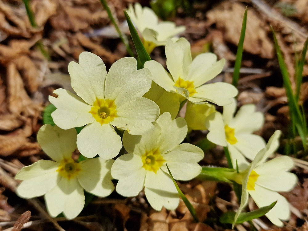 Slivnica, 22. 3. 2026