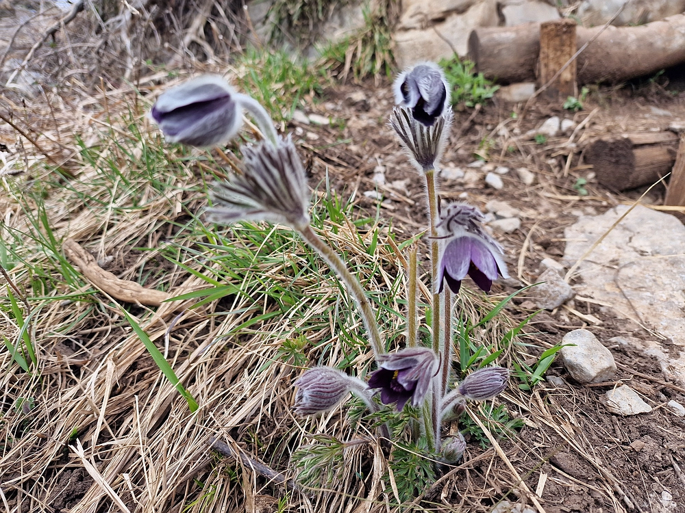 Slivnica, 22. 3. 2026