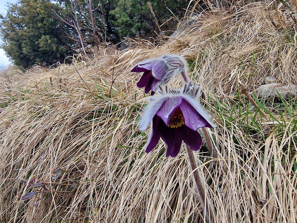 Slivnica, 22. 3. 2026