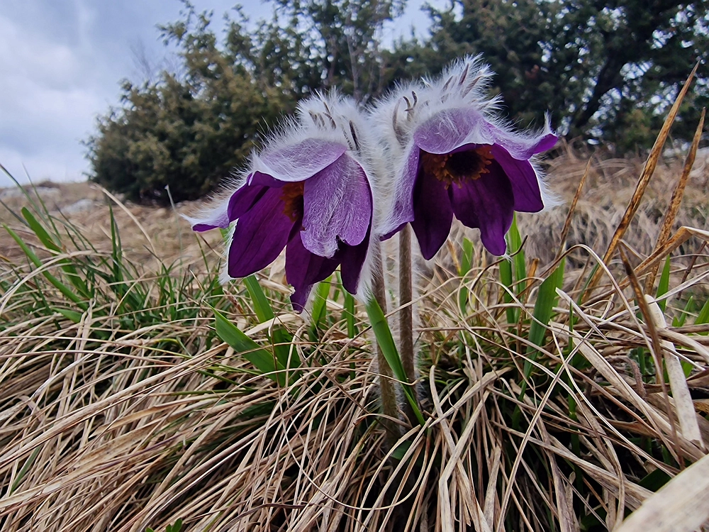 Slivnica, 22. 3. 2026