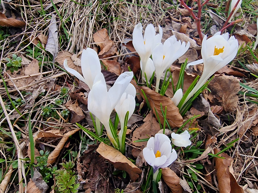 Slivnica, 22. 3. 2026