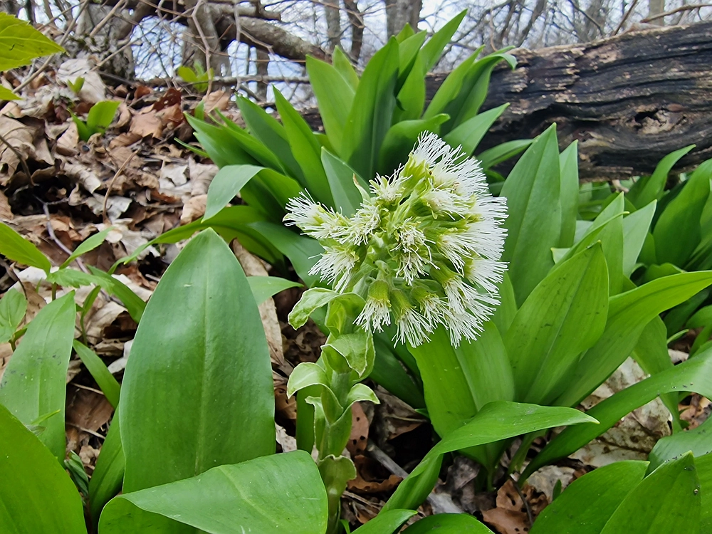Slivnica, 22. 3. 2026